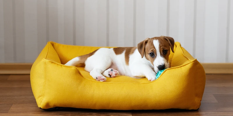 Mejores camas ortopédicas para perros