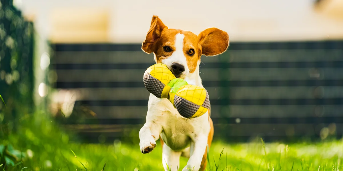 Beagle jugando en jardín de la pensión para perros