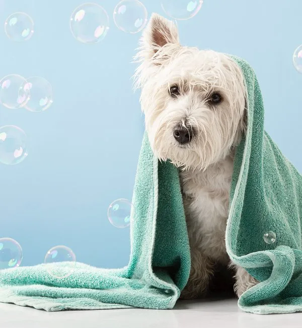 Lindo perro west highland blanco con toalla y burbujas