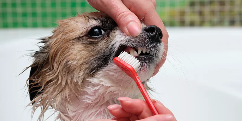 Mujer reliazando el cepillado de dientes en perros