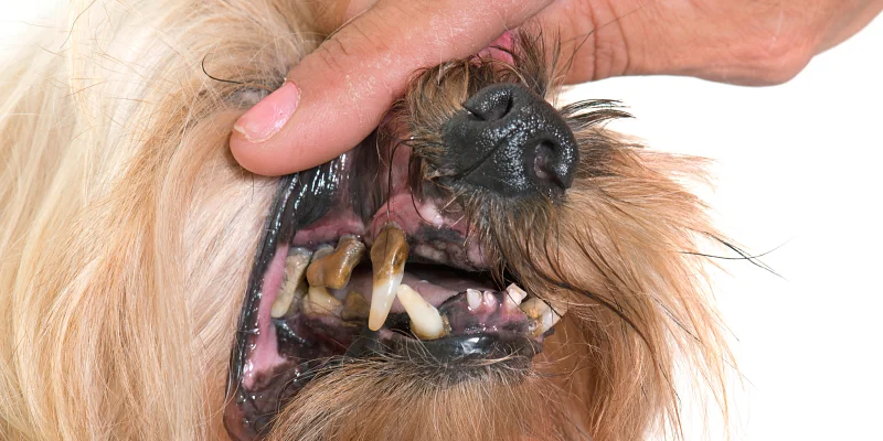 Perro con sarro en los dientes