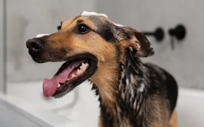 ¿Cuándo y cómo bañar a mi perro?