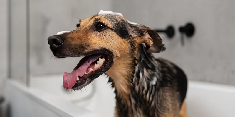 Perro feliz tomando un baño