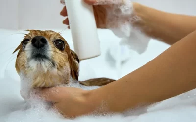 ¿Qué shampoo usar para bañar a mi perro?