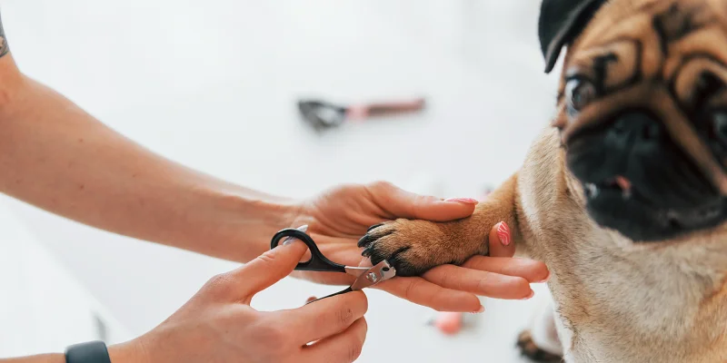 Cortar las uñas de tu perro: Perro pug en su corte de uñas