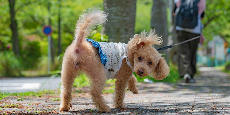 French poodle paseando en el parque