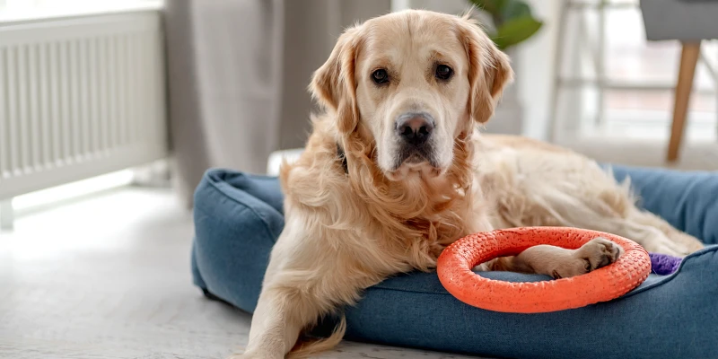 Perros peludos grandes: Perro golden retriever con juguete