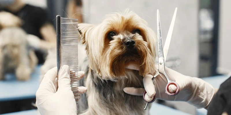 Perro yorkshire terrier en la peluquería