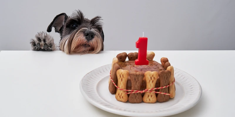 Schnauzer miniatura con pastel para perros
