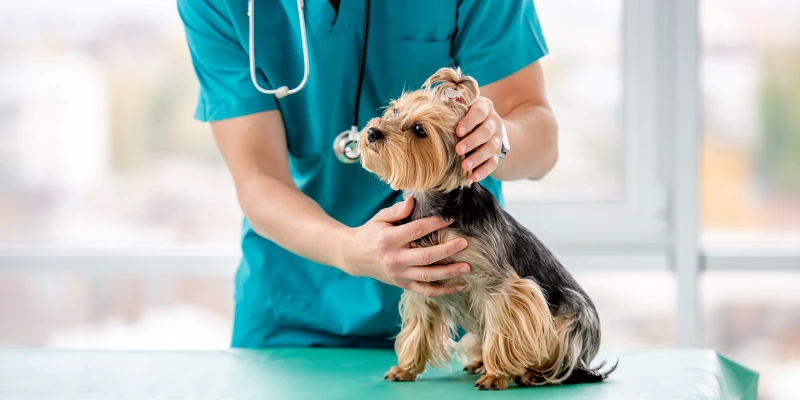 Salud del Yorkshire Terrier: Perro raza Yorkshire Terrier en el veterinario