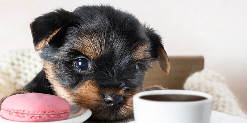 Cachorro de yorkshire con macarrón un taza de café