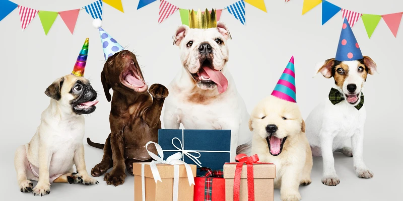 Grupo de perros celebrando una fiesta para perros