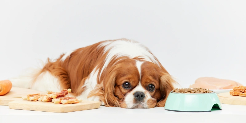 Alimentos dañinos para los perros: Perro con comida