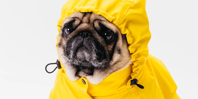 Perro con impermeable amarillo