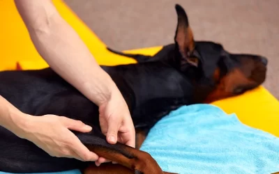 + 150 nombres para perros Dóberman y su significado