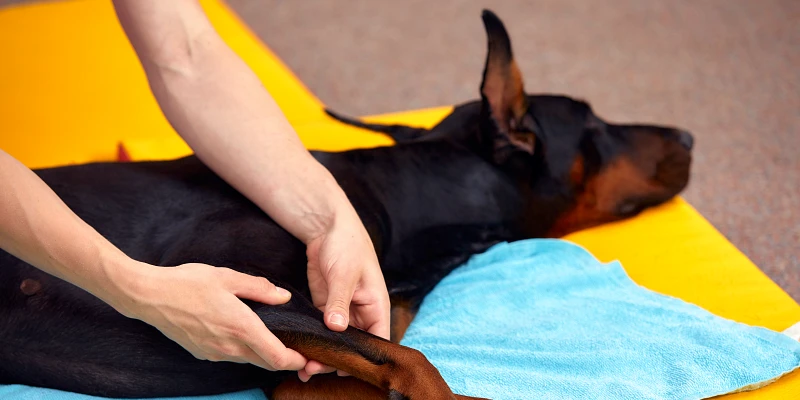 Perro Dóberman recibiendo masaje relajante para perro