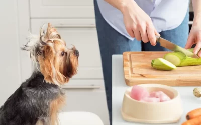 Dieta BARF para perros, ¿qué es y cuáles son sus beneficios?