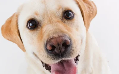 Labrador Retriever: un perro leal y lleno de energía