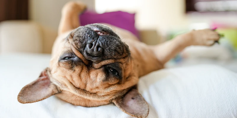 Bulldog francés acostado después de masaje relajante para perro