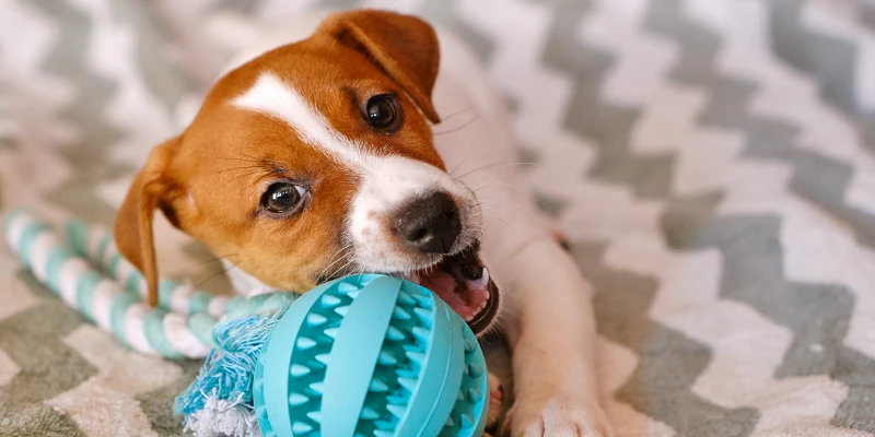 Cachorro jack russell terrier jugando con pelota