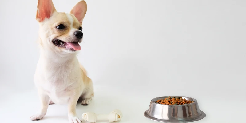 Ingredientes peligrosos en la comida para perros: Chihuahua con plato de croquetas
