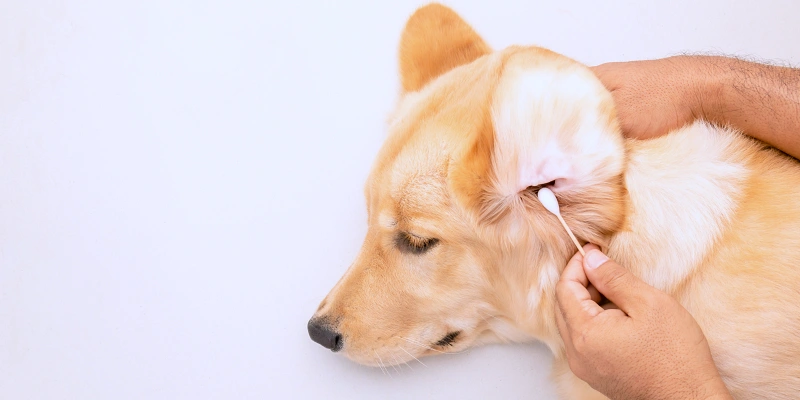 Hombre limpiando las orejas de un perro