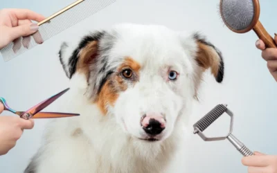 Tipos de cepillos para perro, ¿cuál elegir?