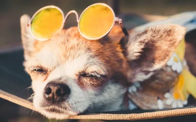 Golpe de calor en perros: síntomas, prevención y tratamiento