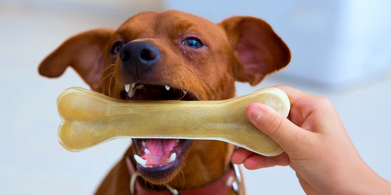 Actividades para distraer a tu perro: Perro pinscher marrón jugando hueso