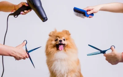 Rutina básica de grooming para perros