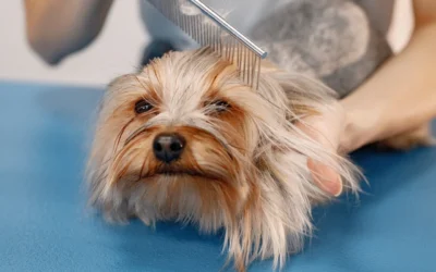 Baño y corte de pelo en perros con ansiedad