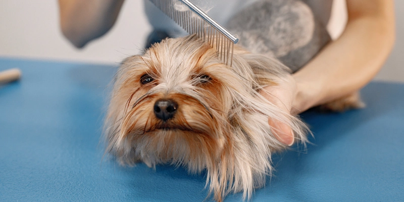 Baño y corte de pelo en perros con ansiedad: Cepillado perro ansioso