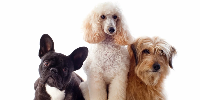 Tipos de pelaje de los perros: Diferentes tipos de perros