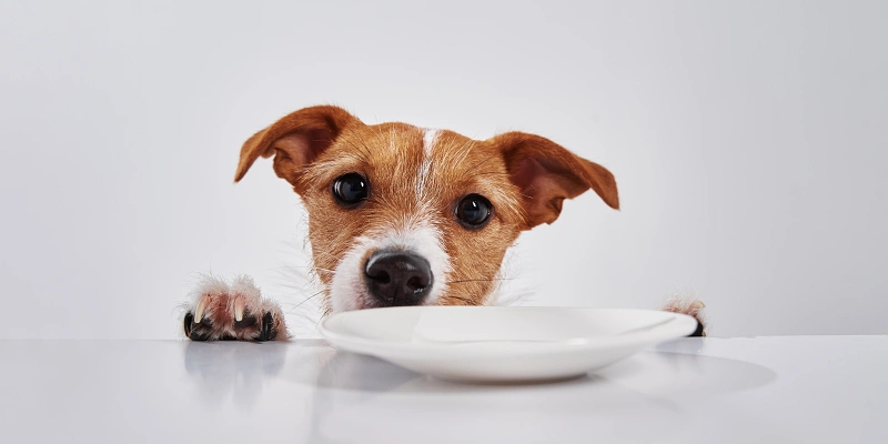 Los perros pueden comer huevo: Perro jack russell terrier viendo plato vacío