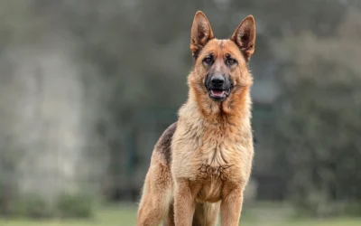 + 150 nombres para perros Pastor Alemán