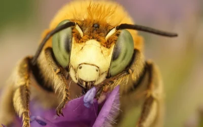 Picaduras de abejas en perros: síntomas y cómo actuar