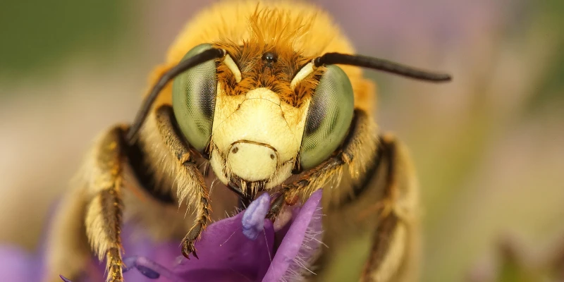 Picaduras de abejas en perros: Acercamiento de abeja en flor