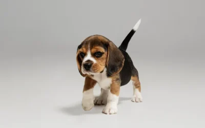+ 200 nombres para perros en inglés y su significado