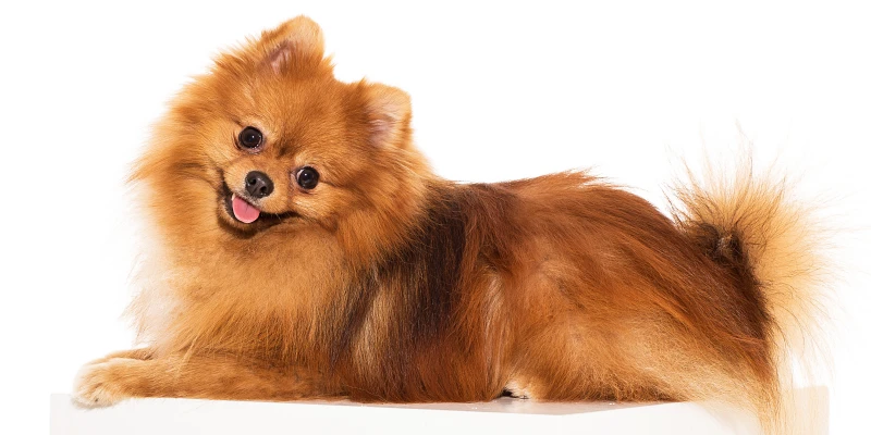 Nombres para perros pomerania: Pomerania con la lengua fuera