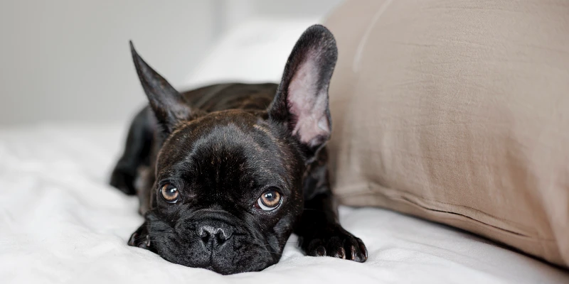 Nombres para perros negros: Tierno perro bulldog francés negro