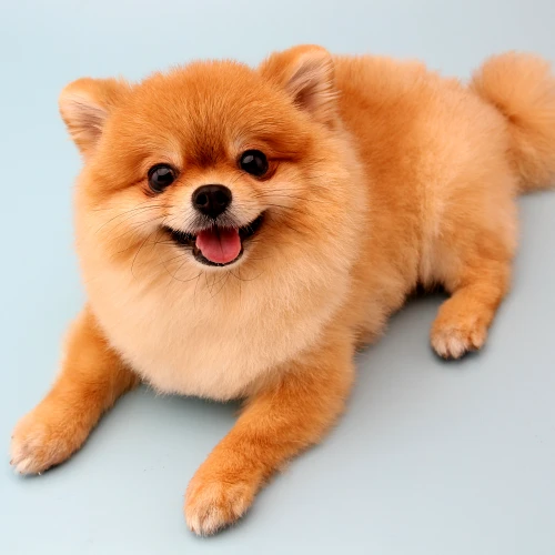 Hermoso perro pomerania sonriendo