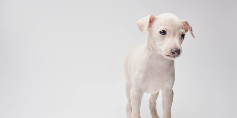 Nombres para perros en italiano: Cachorro blanco de perro galgo italiano