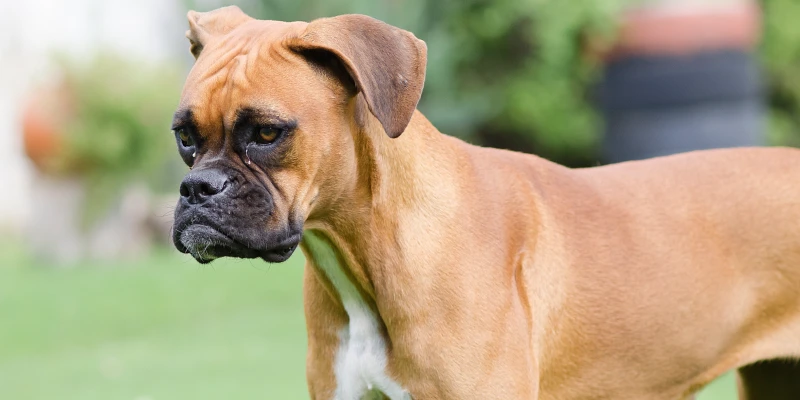 Nombres para perros rudos: Perra boxer marrón