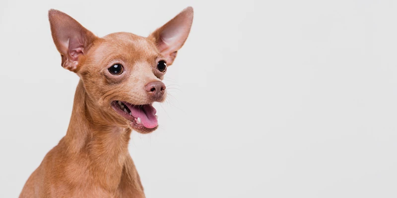 Nombres en náhuatl para perro: Perro chihuahua color miel